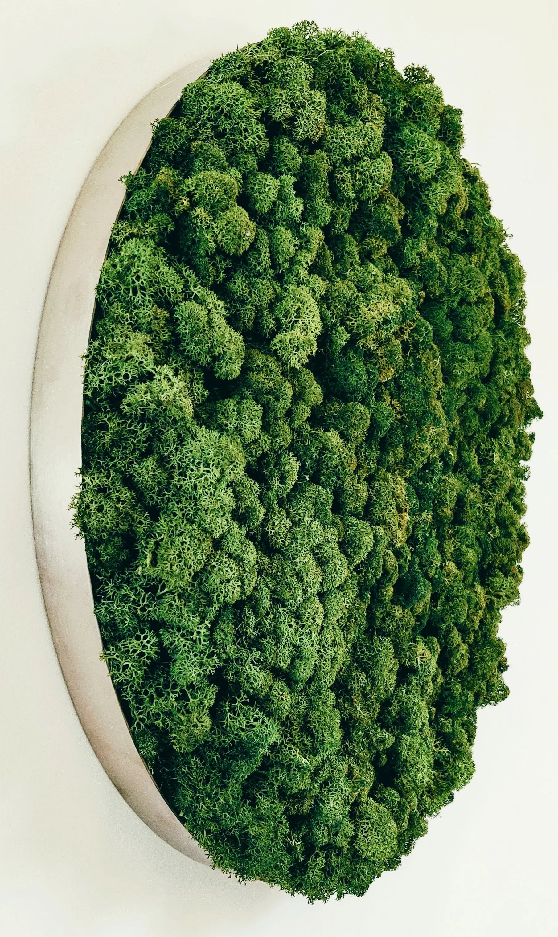 Frameless Reindeer Moss Wall Panels Round texture closeup DecorMania eu